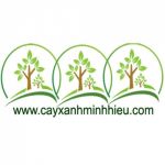 cayxanhminhhieu