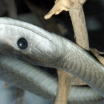 sneksarecute