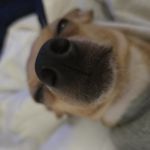 GinSpikeVee