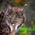 Iberian_lynx16