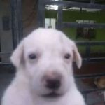PermanentPuppy