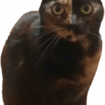 MelonX1445