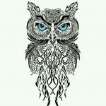 an_owl