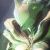Saryn