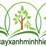 cayxanhminhhieubu