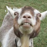 Derpy_Goat