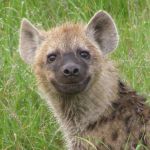 HyenaScribe