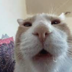 thesmalliestoof