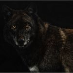 The_Lone_Wolf_187